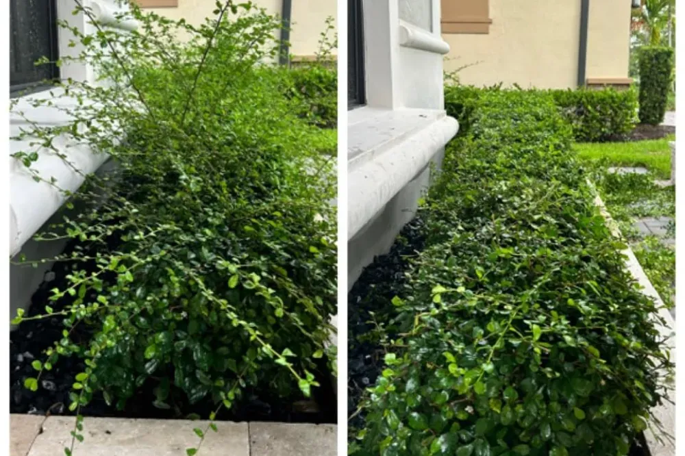 How to trim hedges with electric trimmer