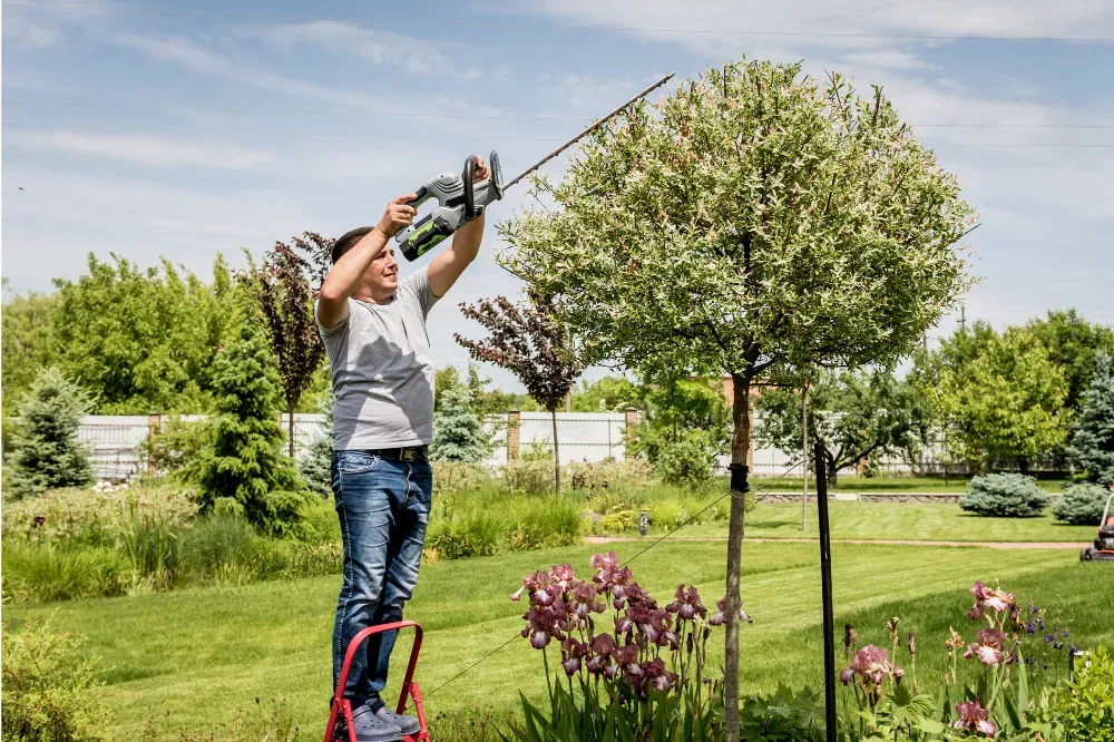 Which is better a corded or cordless hedge trimmer