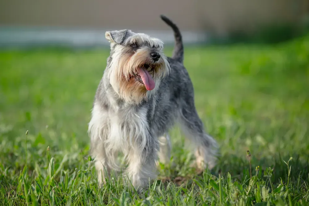 best dog breeds for seniors