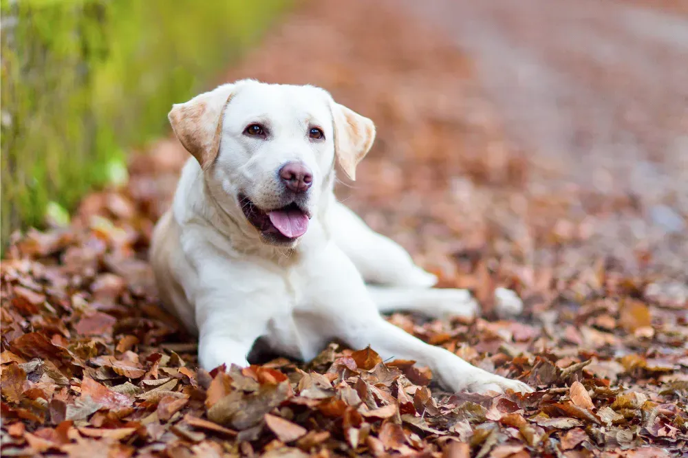 best dog breeds for seniors