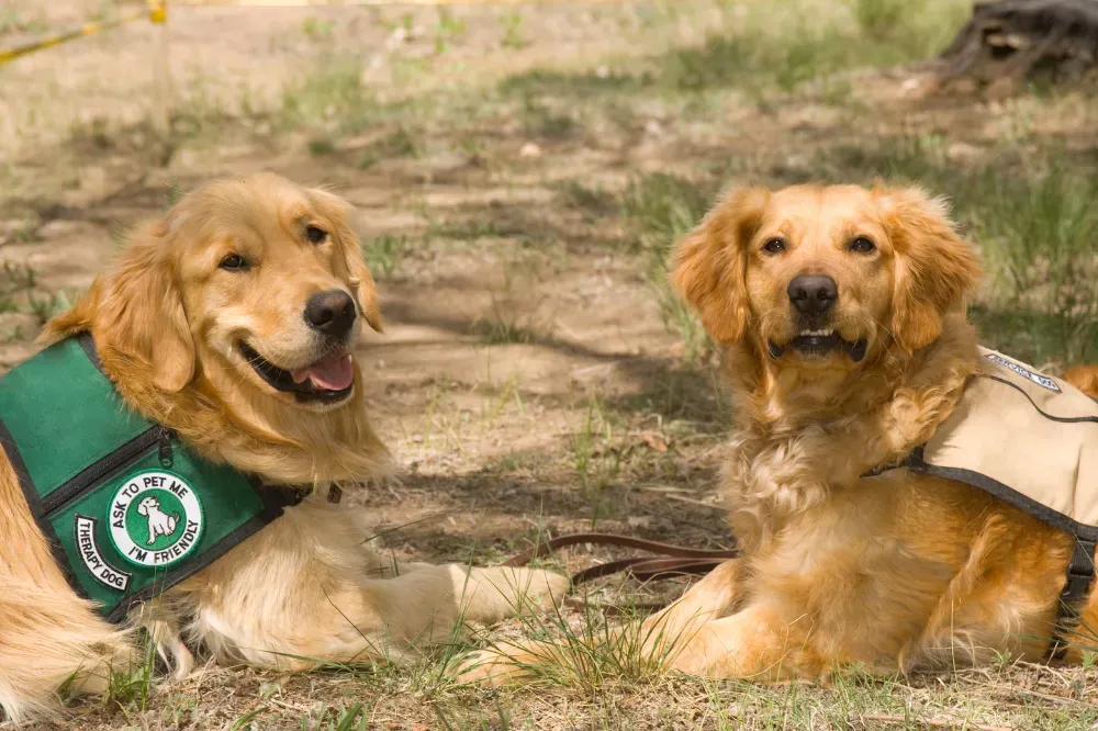 therapy dogs for seniors