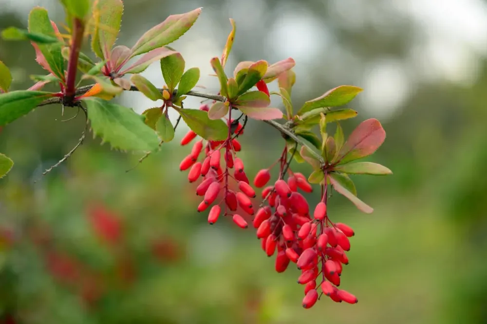 what is berberine supplement