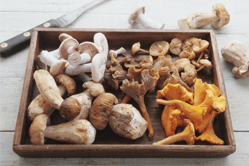 Mushroom supplement benefits