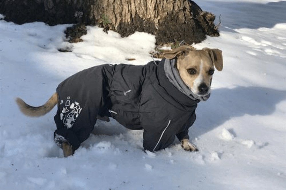 Does my dog need a snowsuit