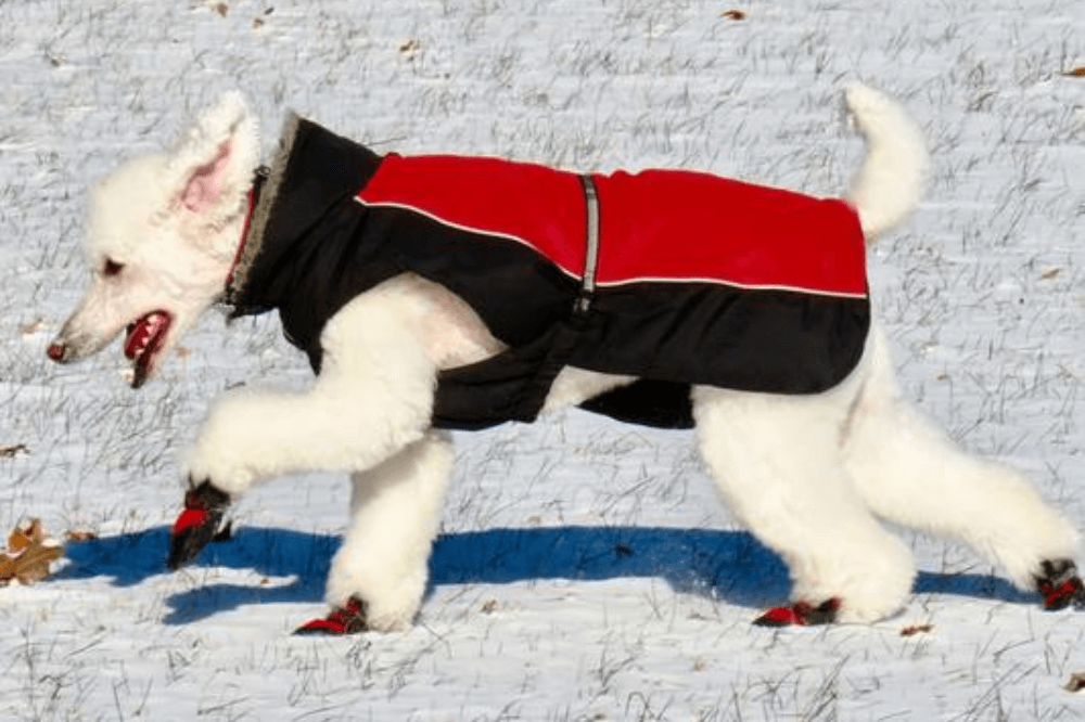 Does my dog need a snowsuit